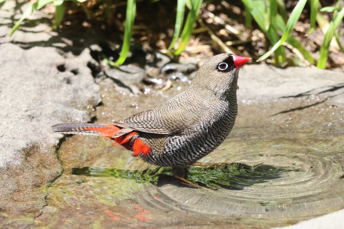 Diamante Hermoso - ML647882426