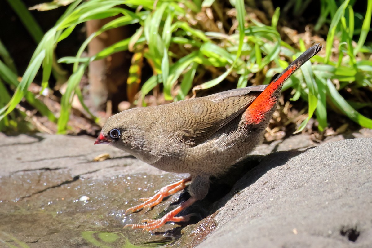 Diamante Hermoso - ML647882427