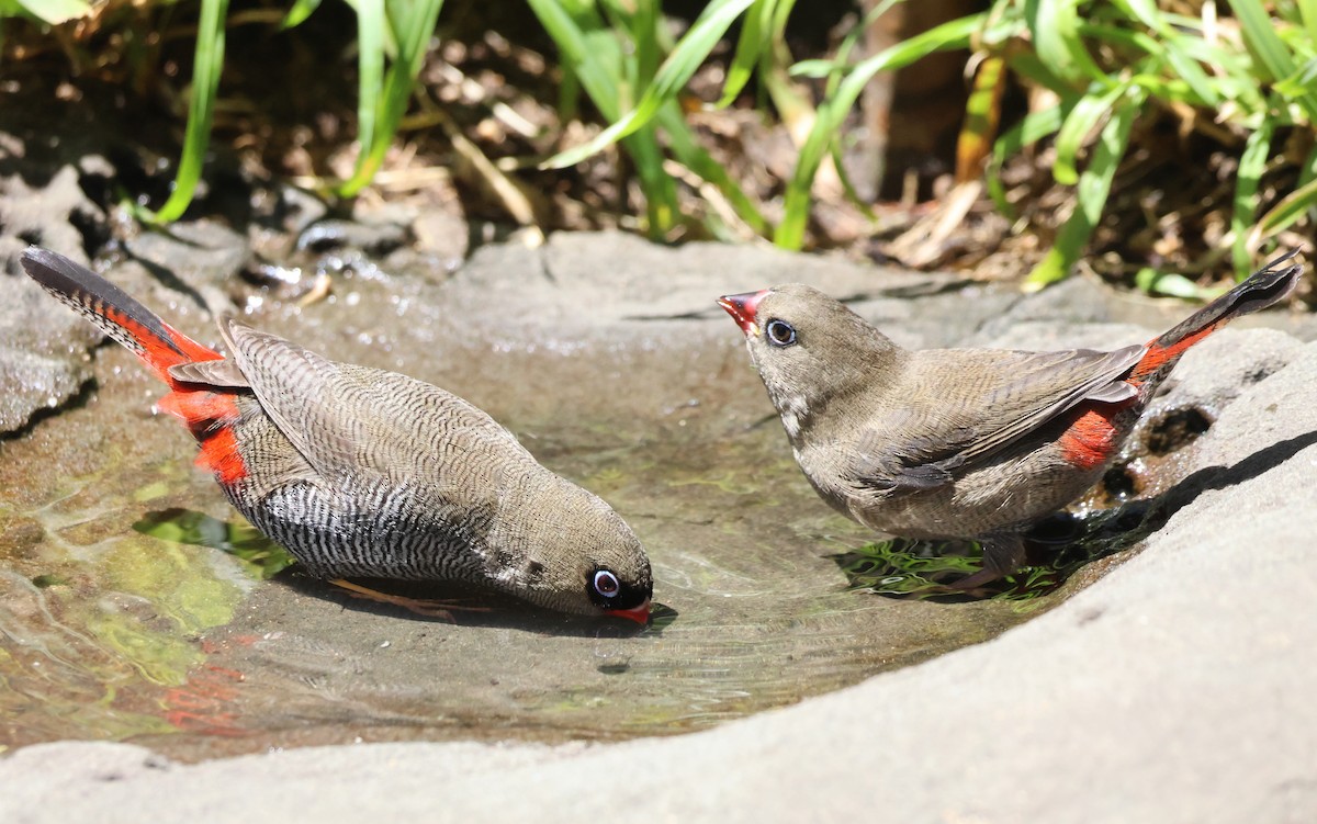Diamante Hermoso - ML647882436