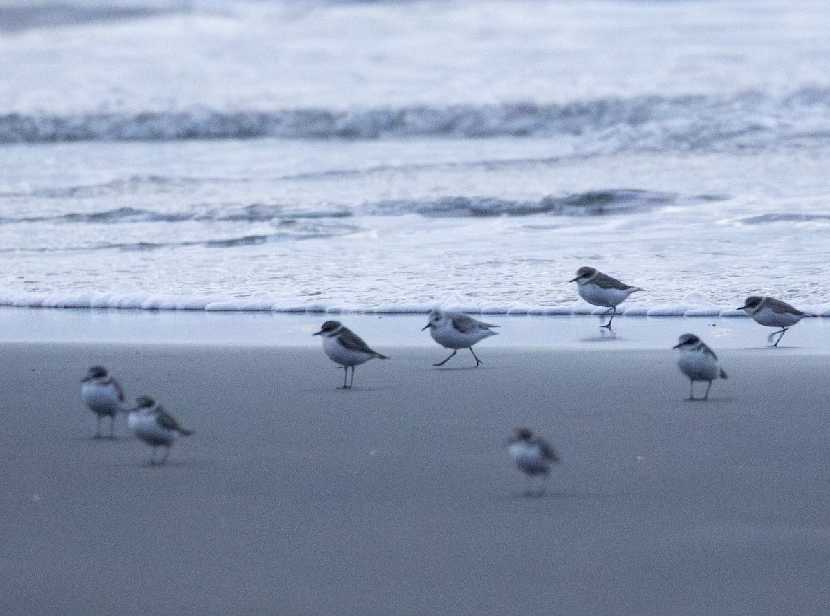 Txirri zuria - ML647882441