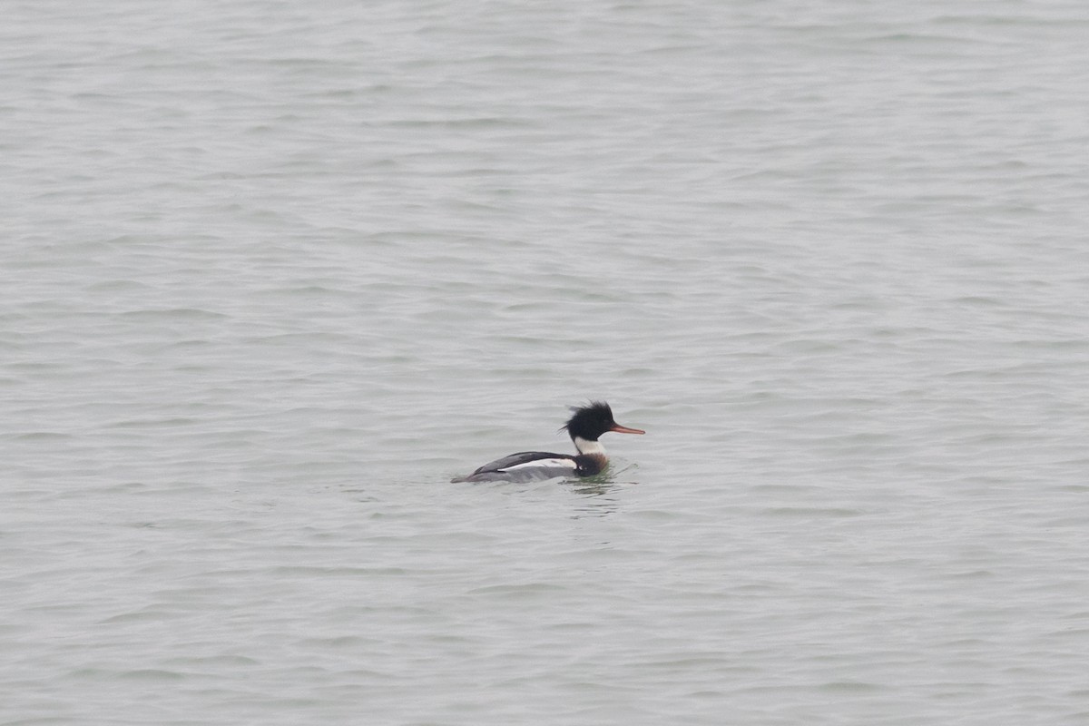 Red-breasted Merganser - ML647882444