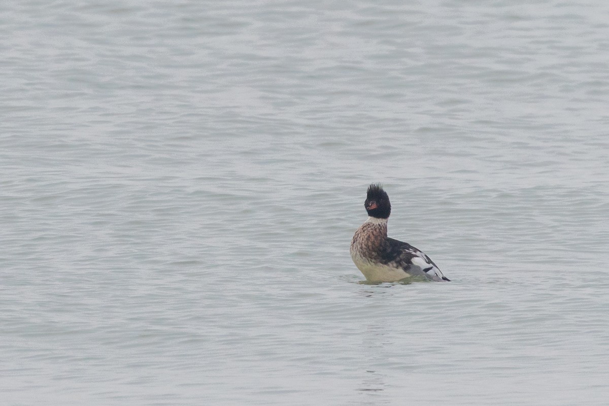 Red-breasted Merganser - ML647882445