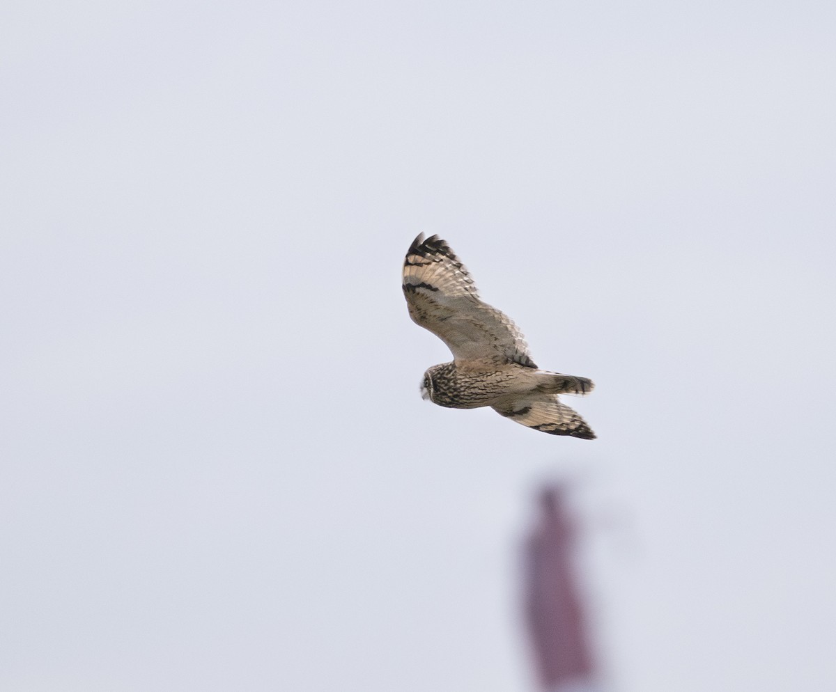 Болотная сова (flammeus) - ML647882447