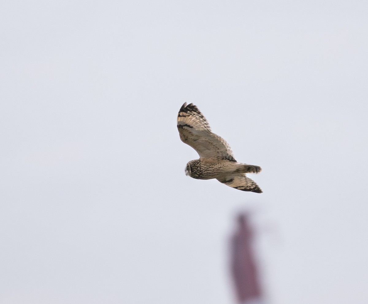 Болотная сова (flammeus) - ML647882448