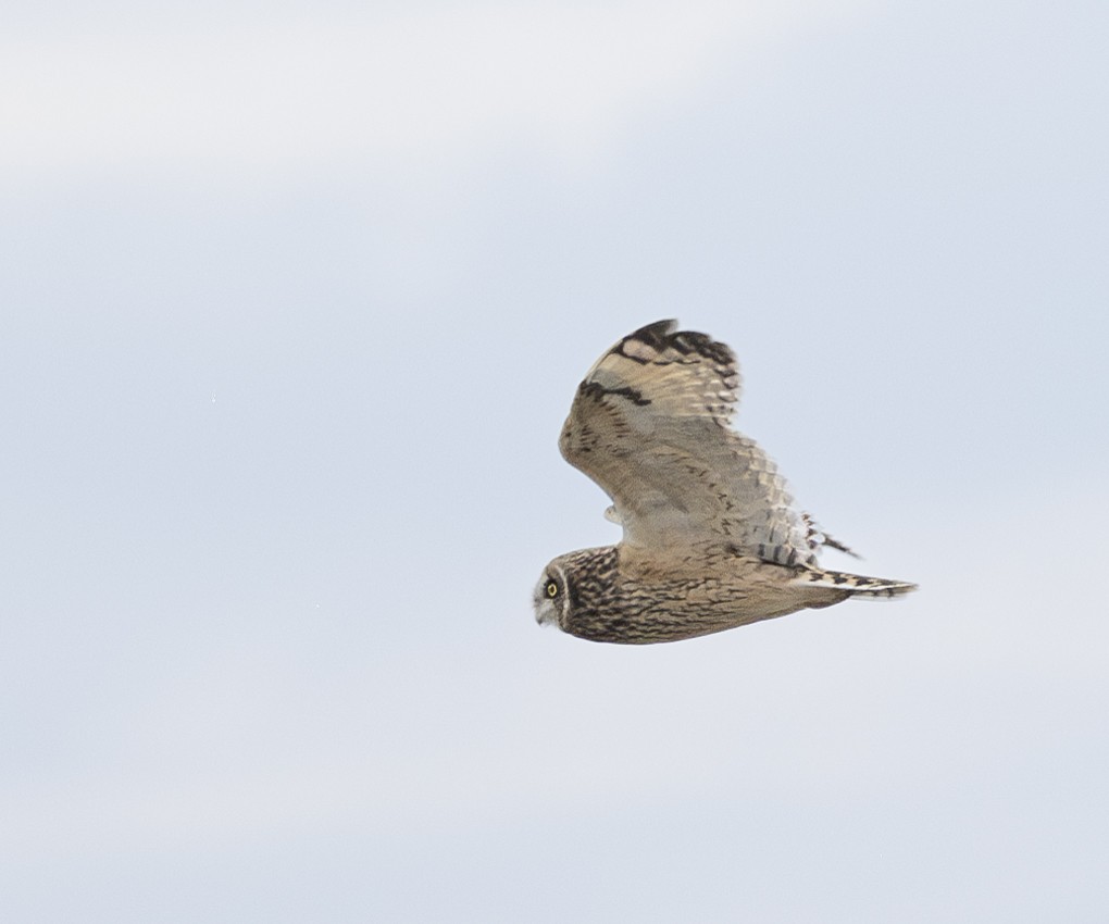 Болотная сова (flammeus) - ML647882449