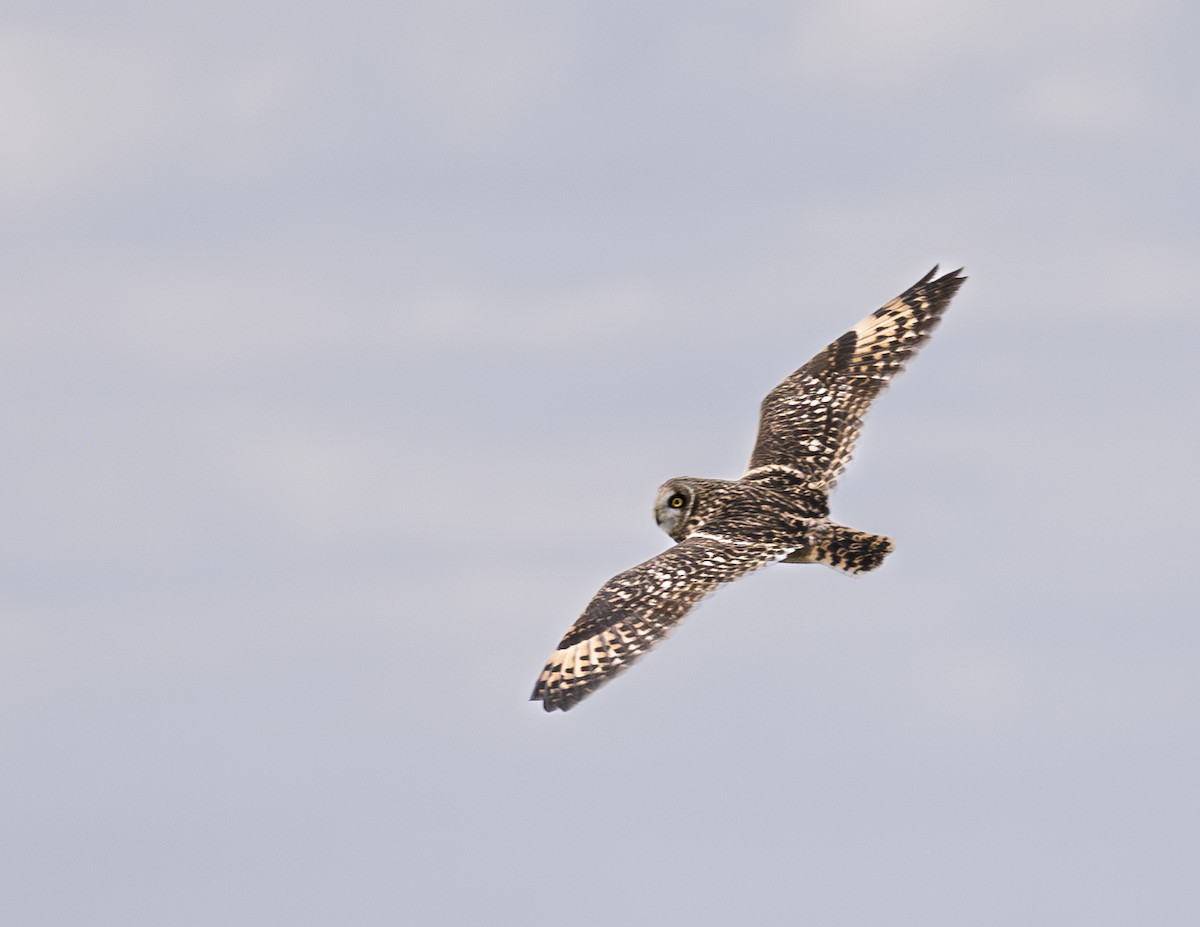 Болотная сова (flammeus) - ML647882451