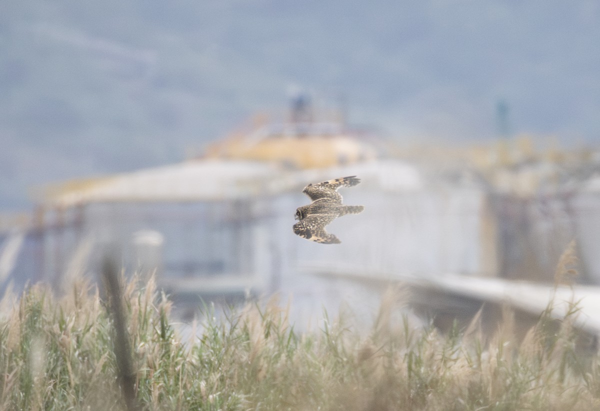 Болотная сова (flammeus) - ML647882452