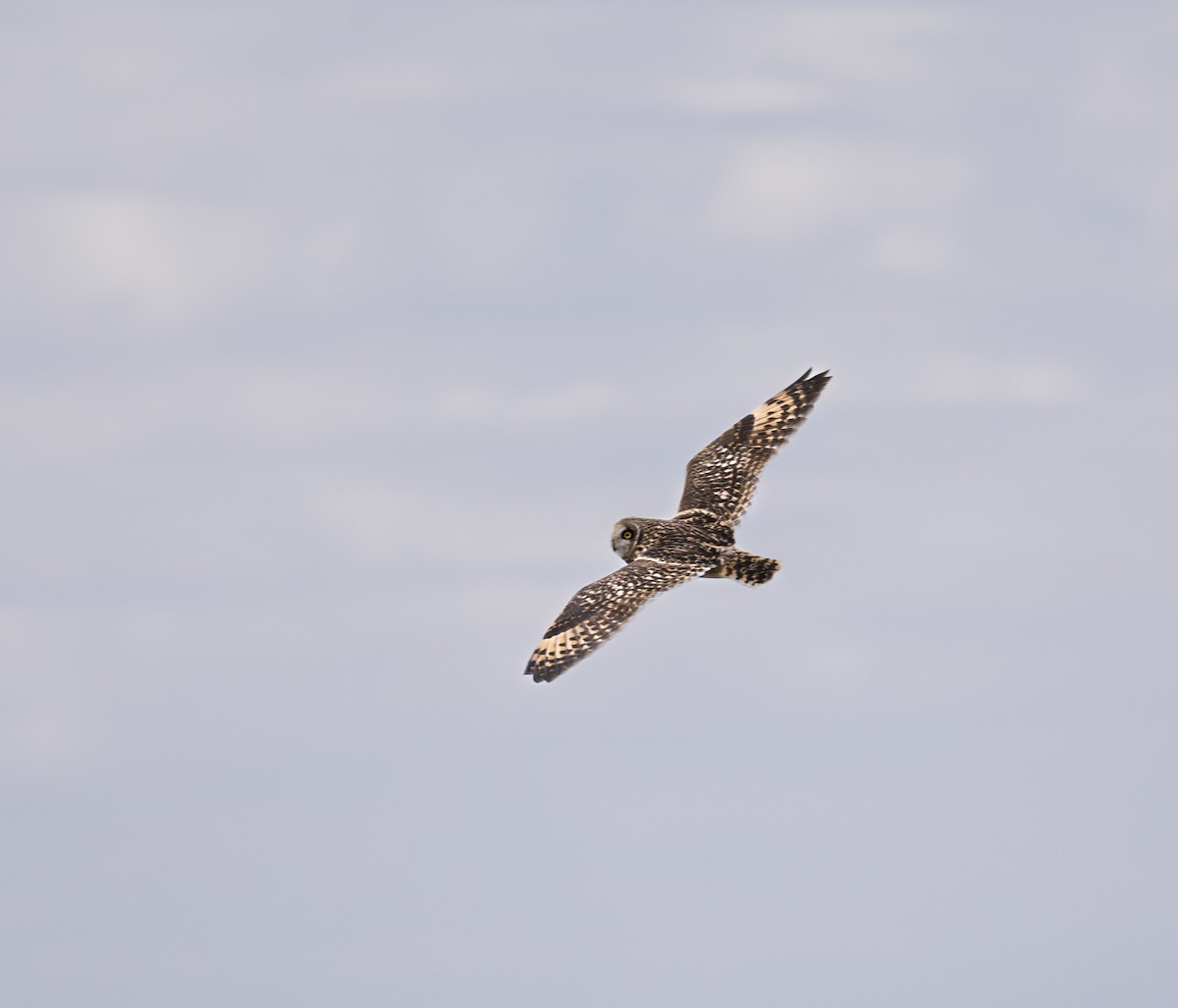 Болотная сова (flammeus) - ML647882453