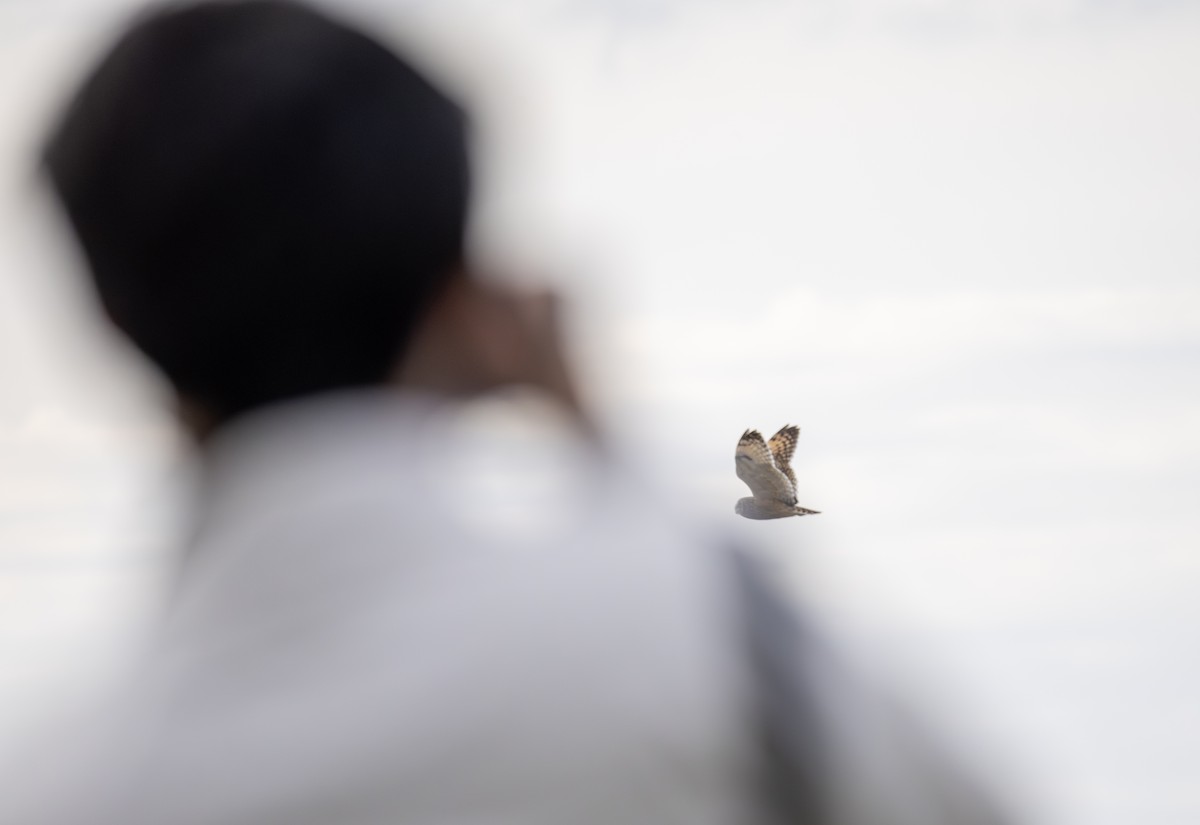 Болотная сова (flammeus) - ML647882454