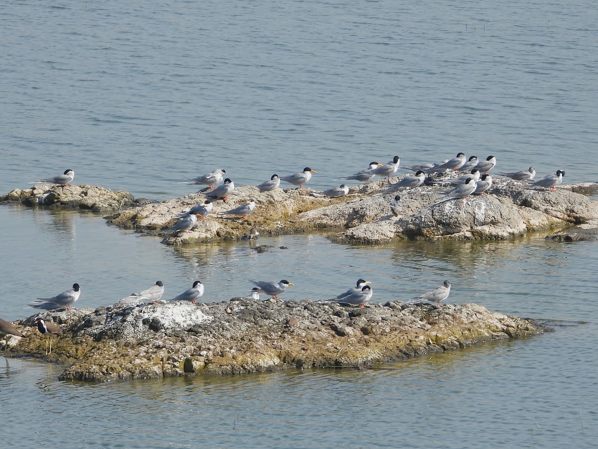 River Tern - ML647882480