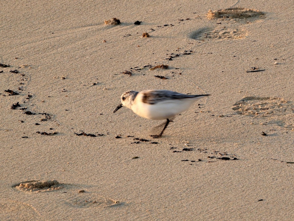 Txirri zuria - ML647882591