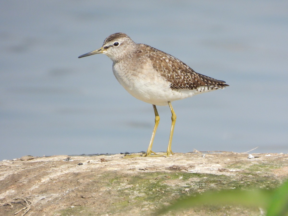 Chevalier sylvain - ML647882597