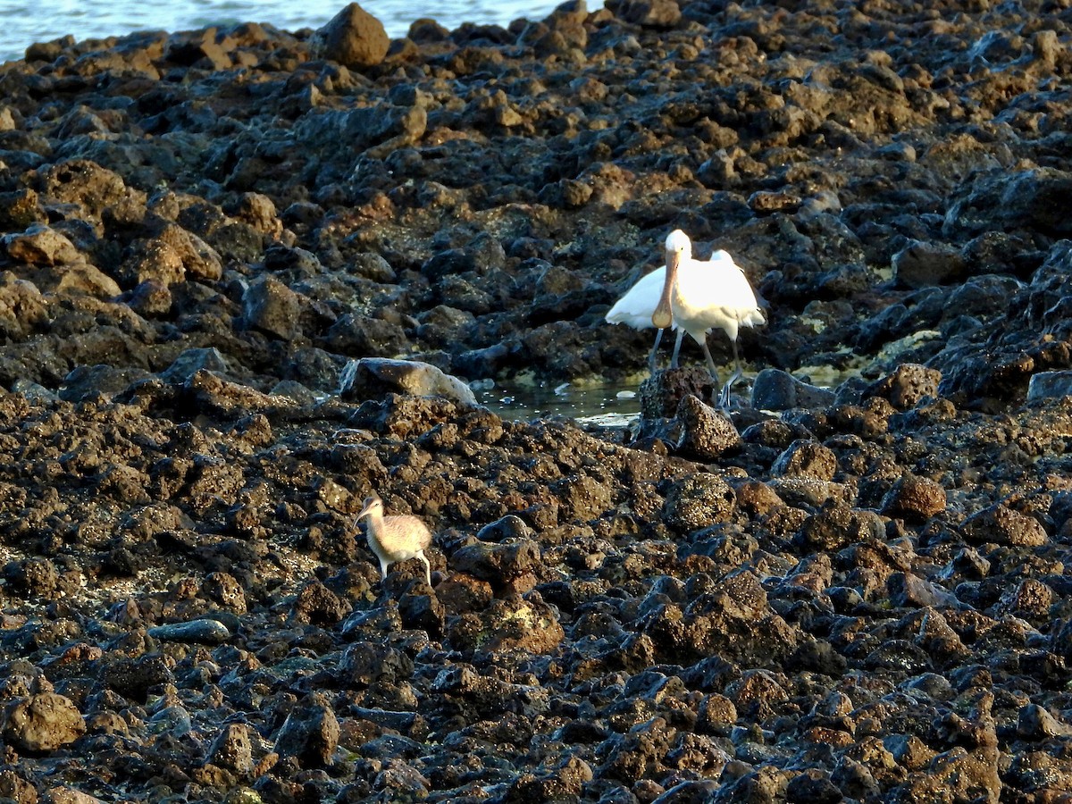 Spatule blanche - ML647882599