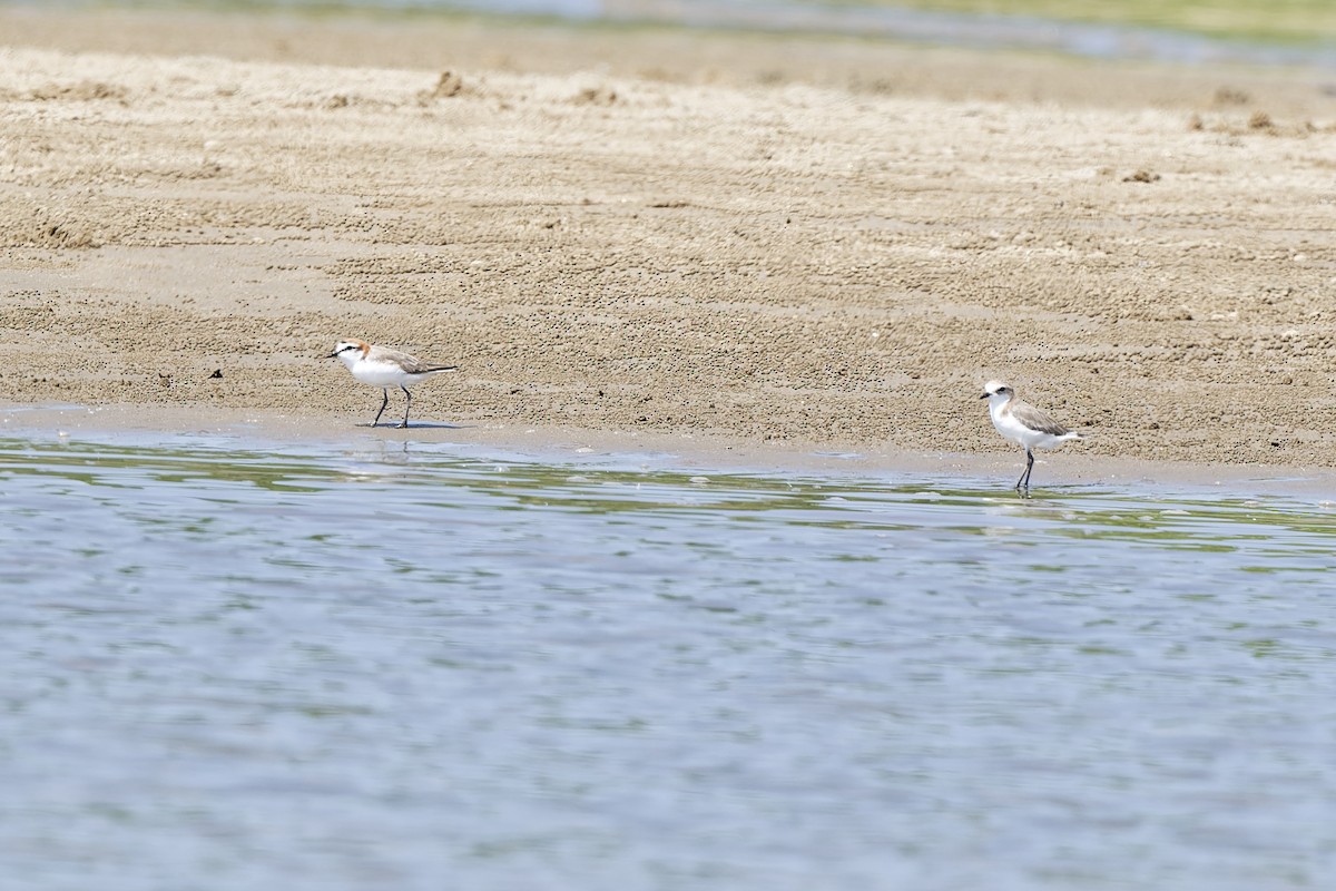 Pluvier à tête rousse - ML647882601