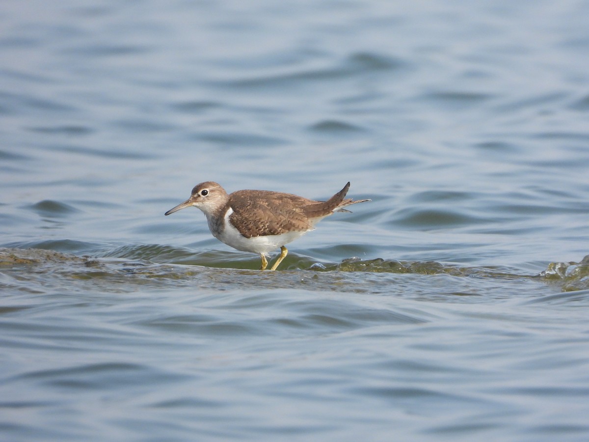 Chevalier guignette - ML647882602