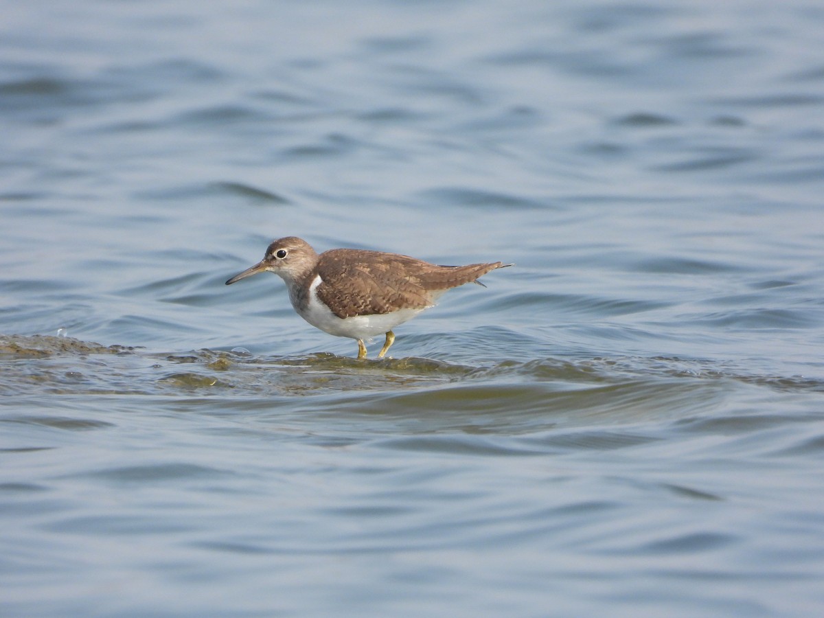 Chevalier guignette - ML647882603