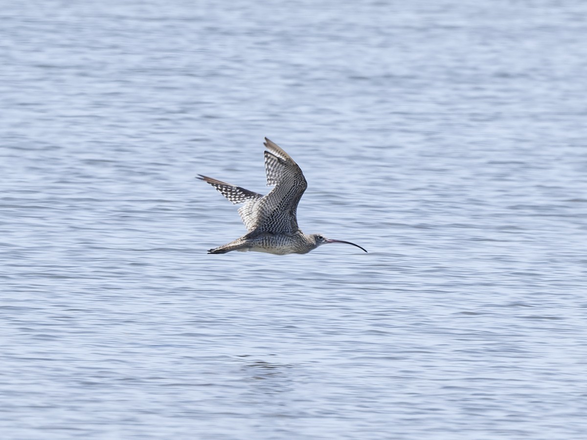 Courlis de Sibérie - ML647882604