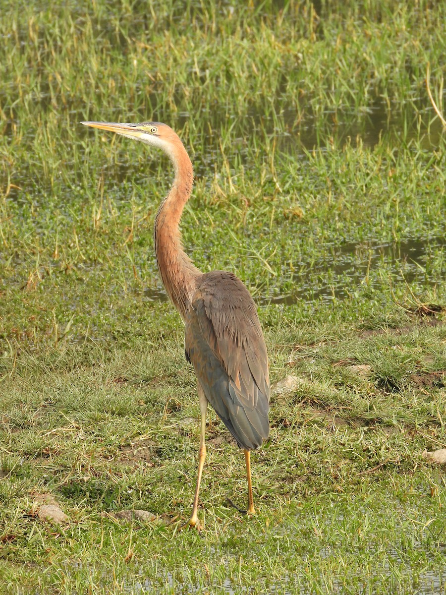 Héron pourpré - ML647882605