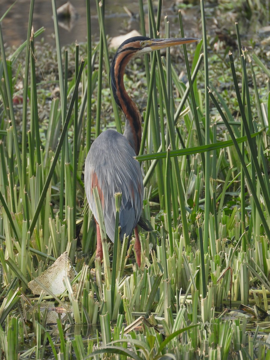 Héron pourpré - ML647882606