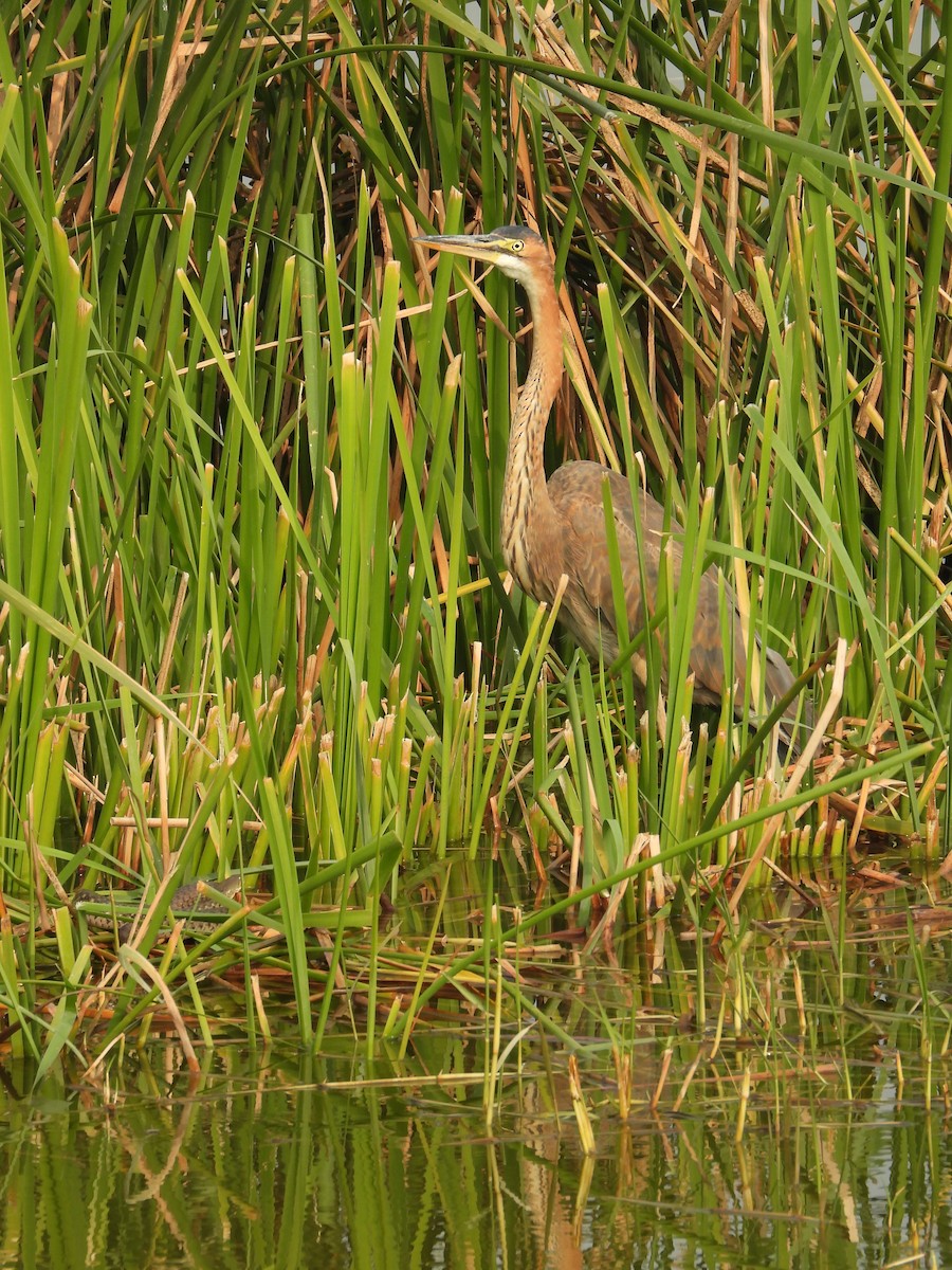 Héron pourpré - ML647882607