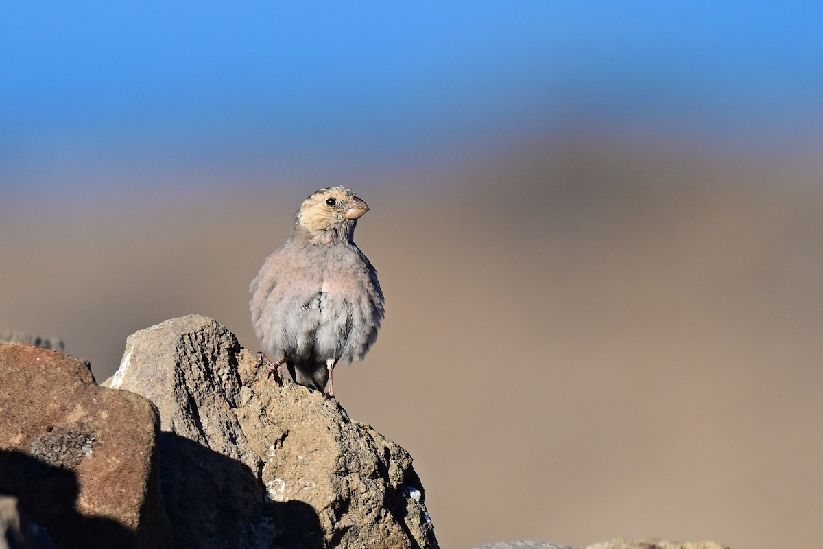 Roselin githagine - ML647882608