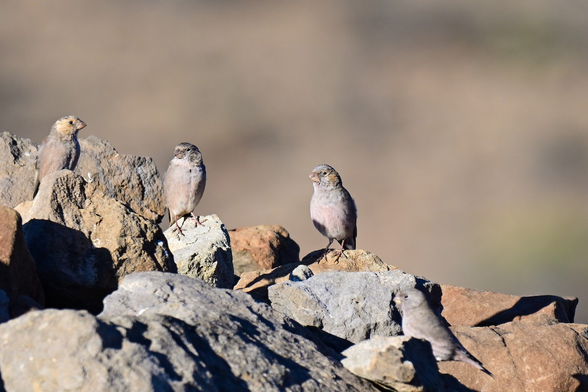 Roselin githagine - ML647882609