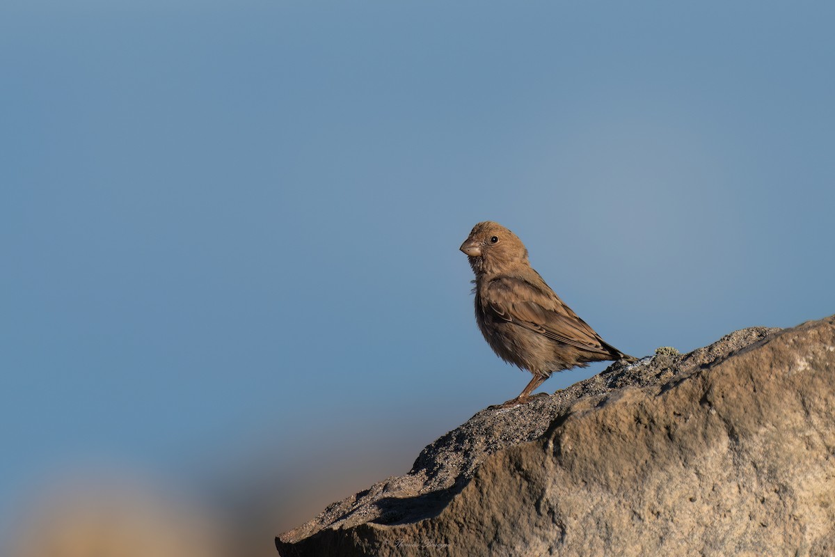 Roselin githagine - ML647882610