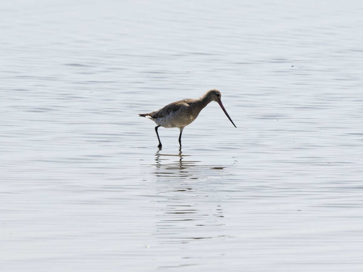 Barge rousse (groupe baueri) - ML647882611