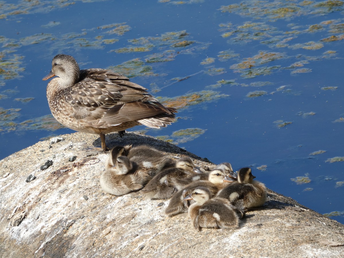 Canard chipeau - ML647882612