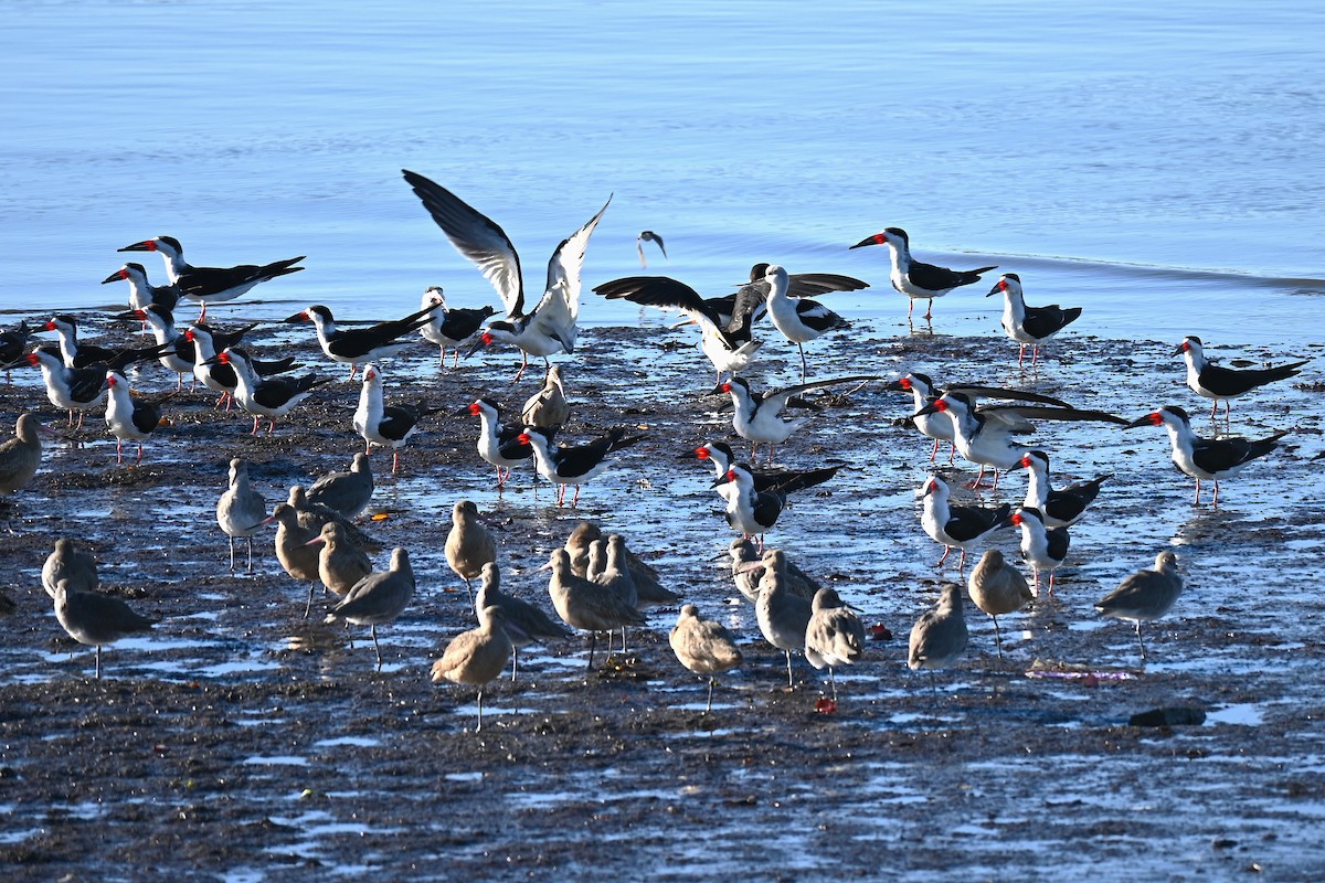 Bec-en-ciseaux noir - ML647882613