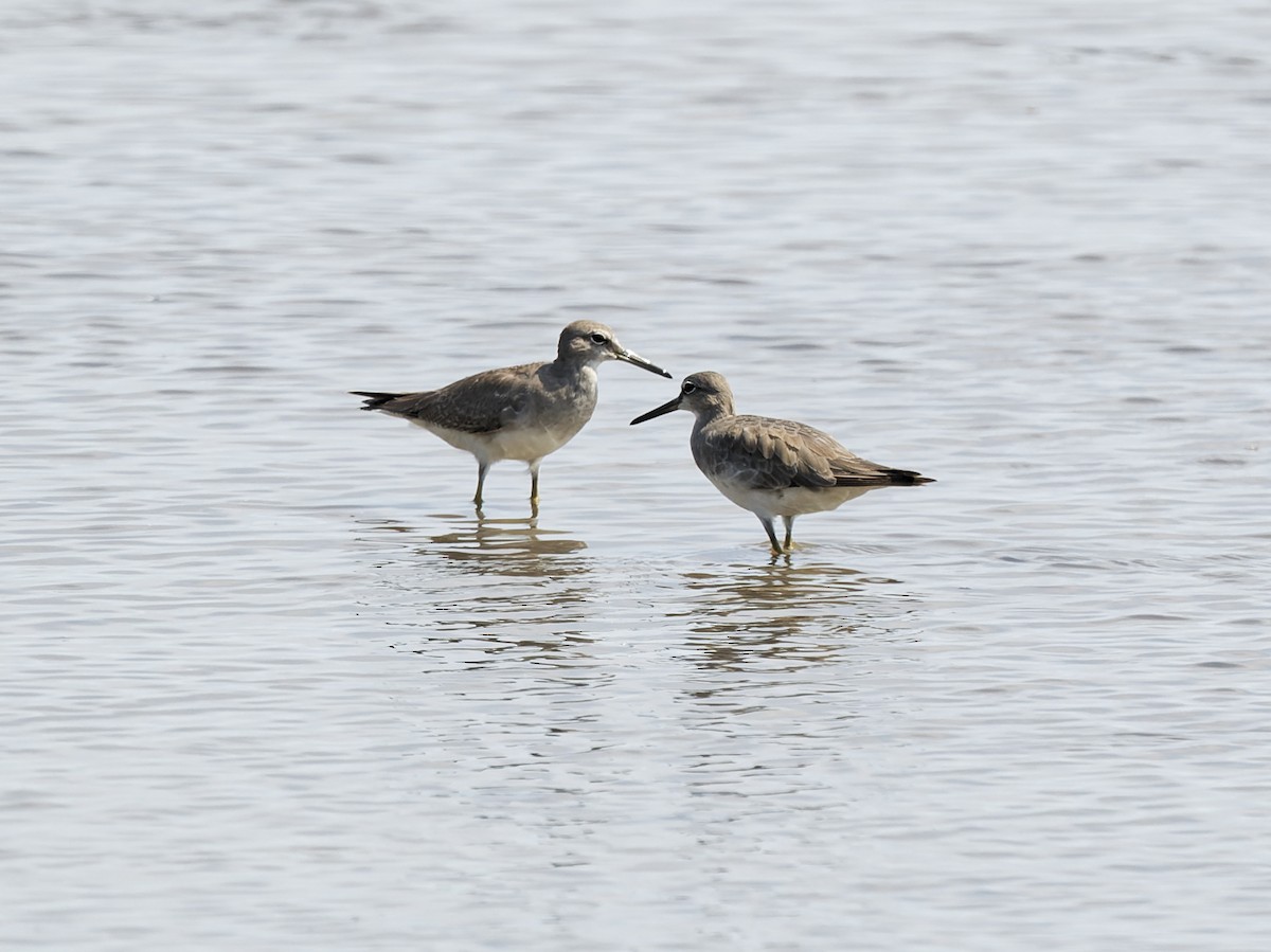Chevalier de Sibérie - ML647882614