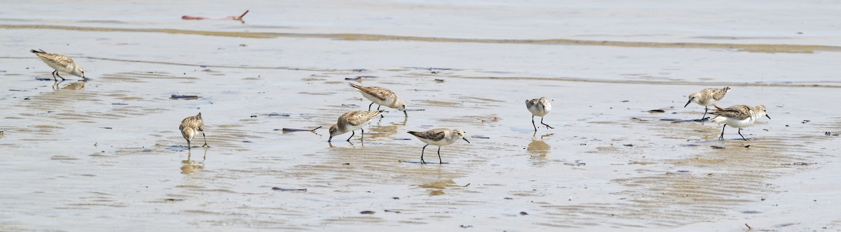 Bécasseau à col roux - ML647882616