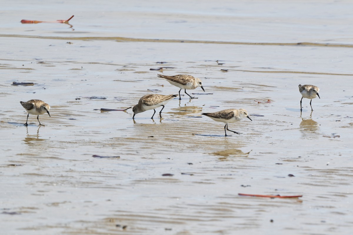 Bécasseau à col roux - ML647882618