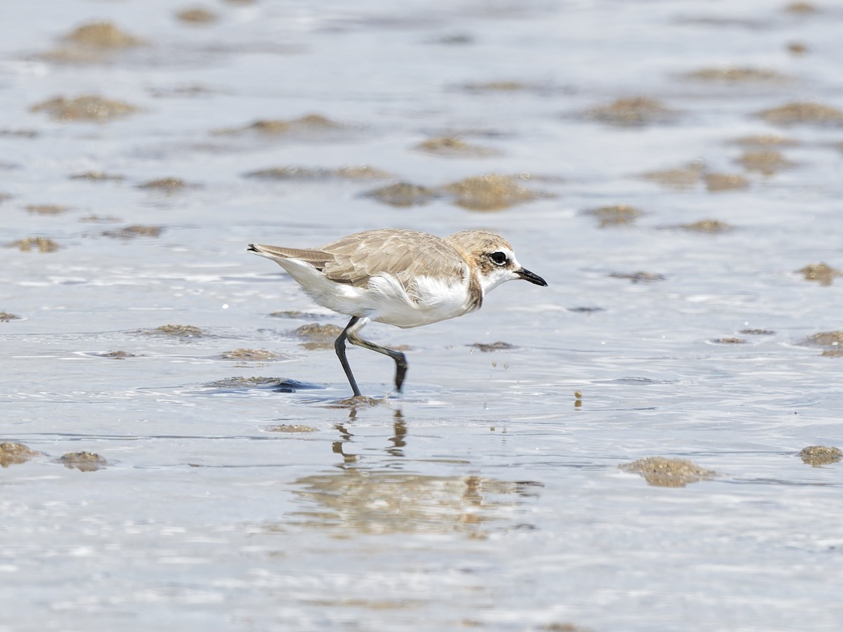 Pluvier de Mongolie - ML647882619