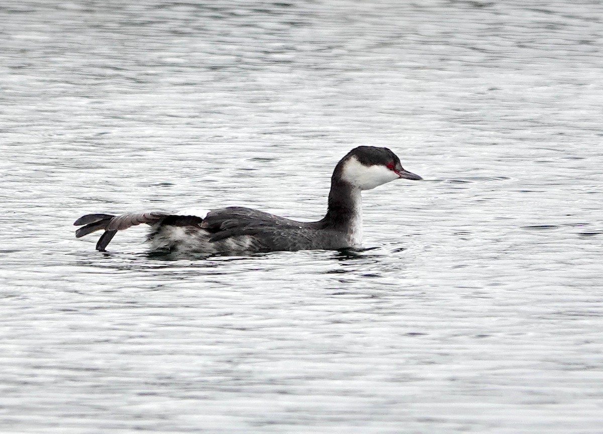 Grèbe esclavon - ML647882620