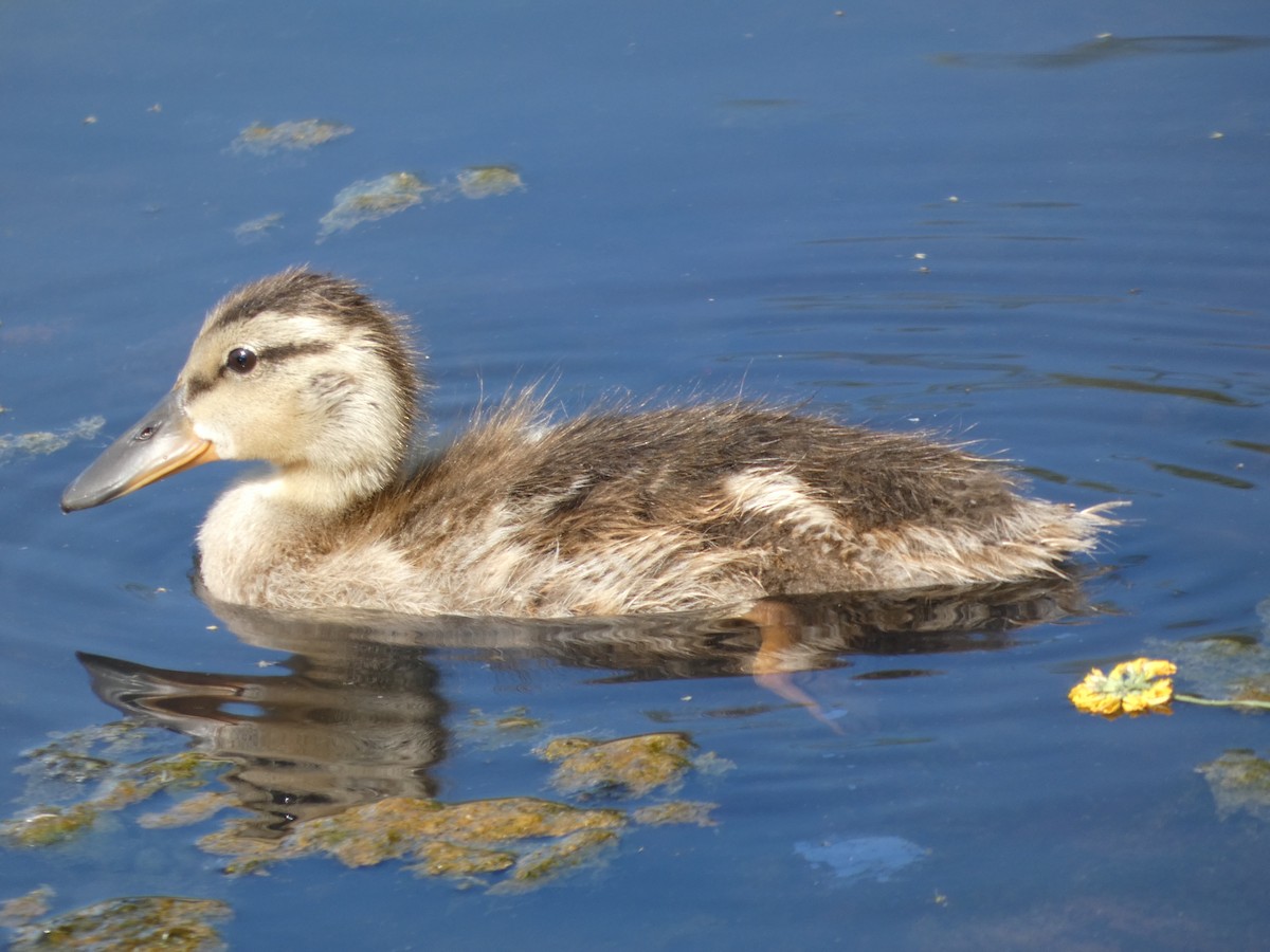 Canard colvert - ML647882621