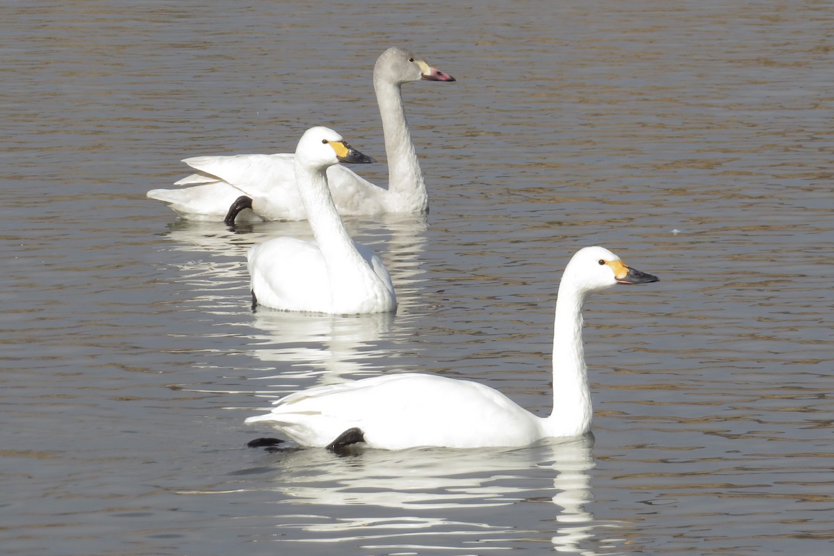 Cygne siffleur (bewickii) - ML647882622