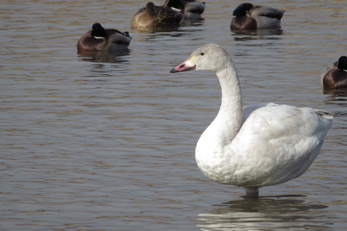 Cygne siffleur (bewickii) - ML647882623