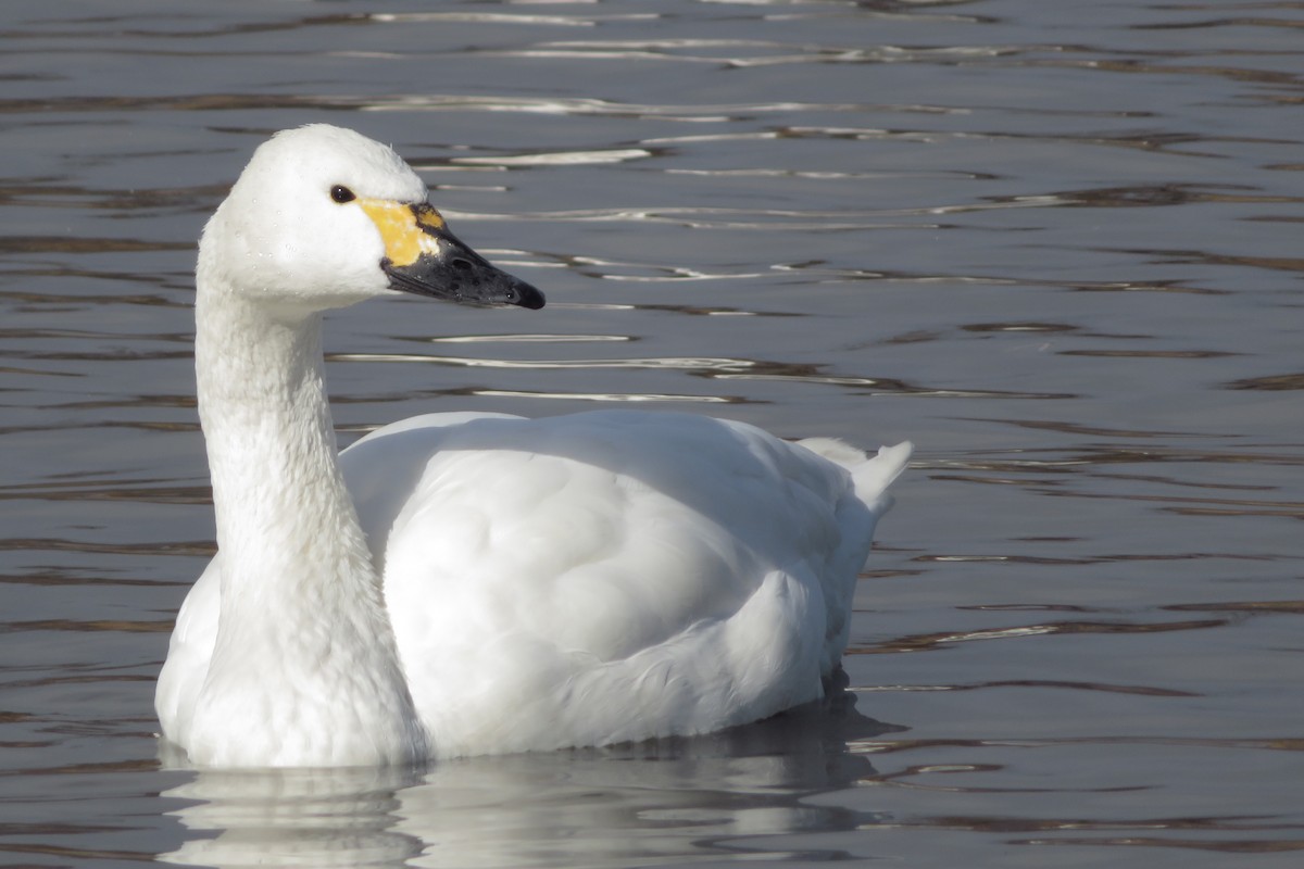 Cygne siffleur (bewickii) - ML647882624
