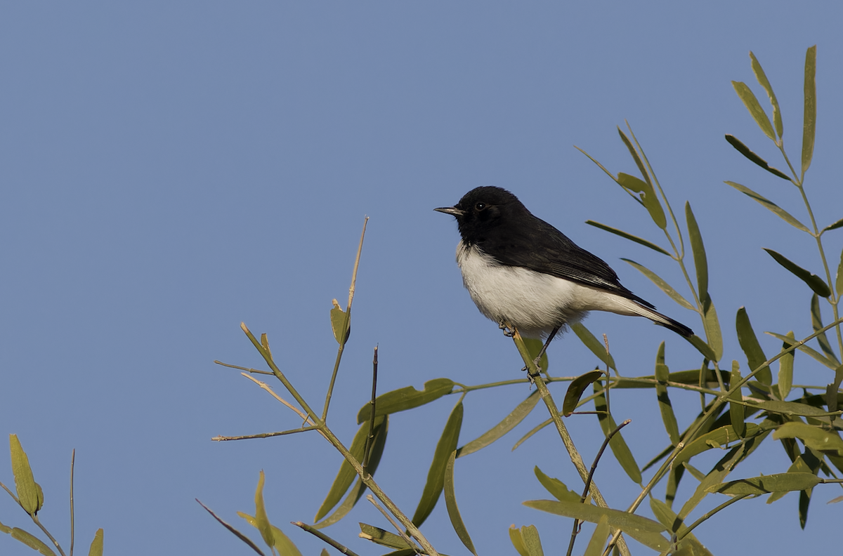 Traquet variable - ML647882625