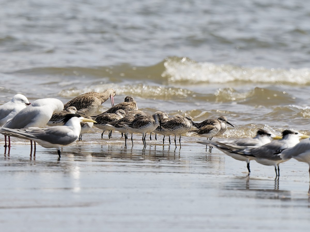 Sterne huppée - ML647882626