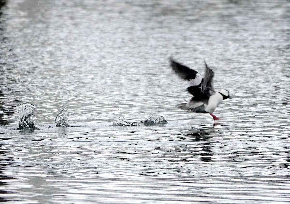 Petit Garrot - ML647882627