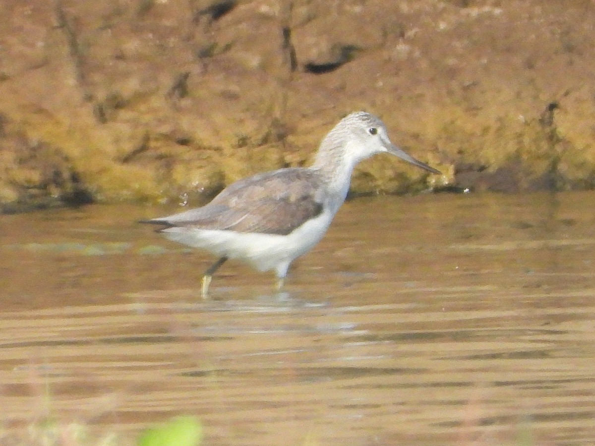 Chevalier aboyeur - ML647882629
