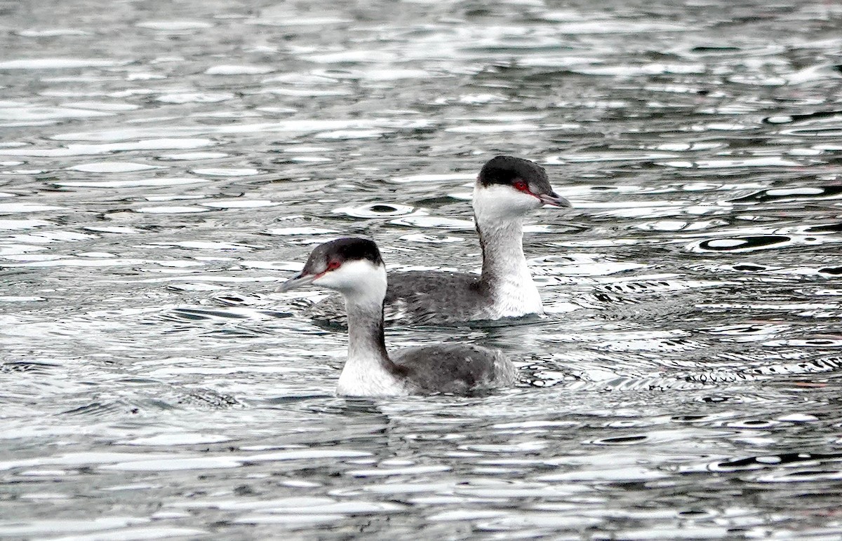 Grèbe esclavon - ML647882636