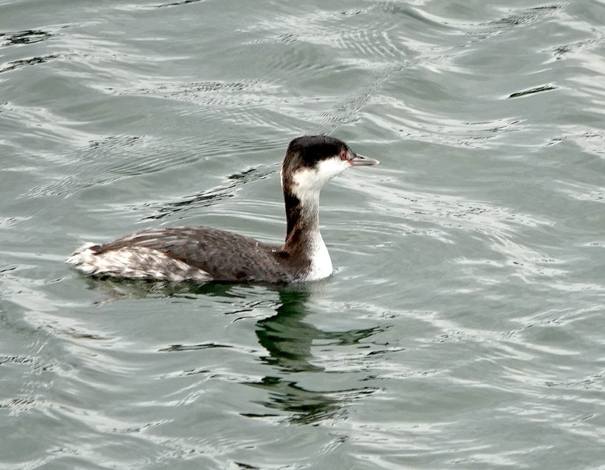 Horned Grebe - ML647882646