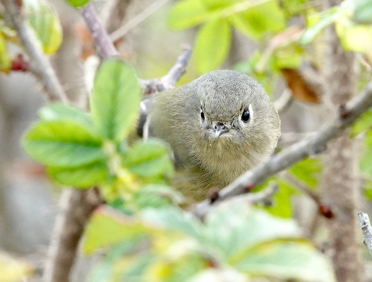 králíček americký - ML647882664