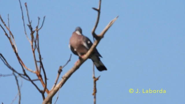 Common Wood-Pigeon - ML647882722