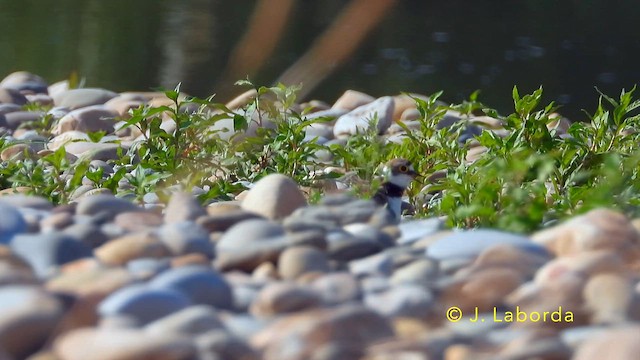 Little Ringed Plover - ML647882730