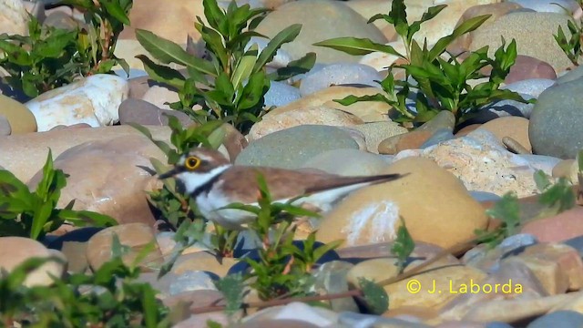 Little Ringed Plover - ML647882737