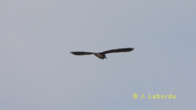 Black-crowned Night Heron - ML647882739